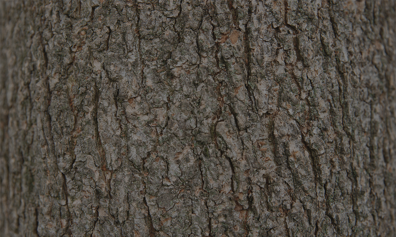 Bark Texture International Association of Wildland Fire