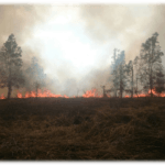 1 Forest Fire ravaging a peat swamp forest, Malaysia 2016 - photo Daim Balingi, Sabah Forestry Department.png