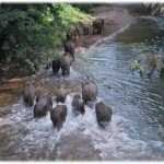 A herd of elephants crossing a river in Sabah, Malaysia - photo credit Daim Balingi, Sabah Forestry Department.jpg