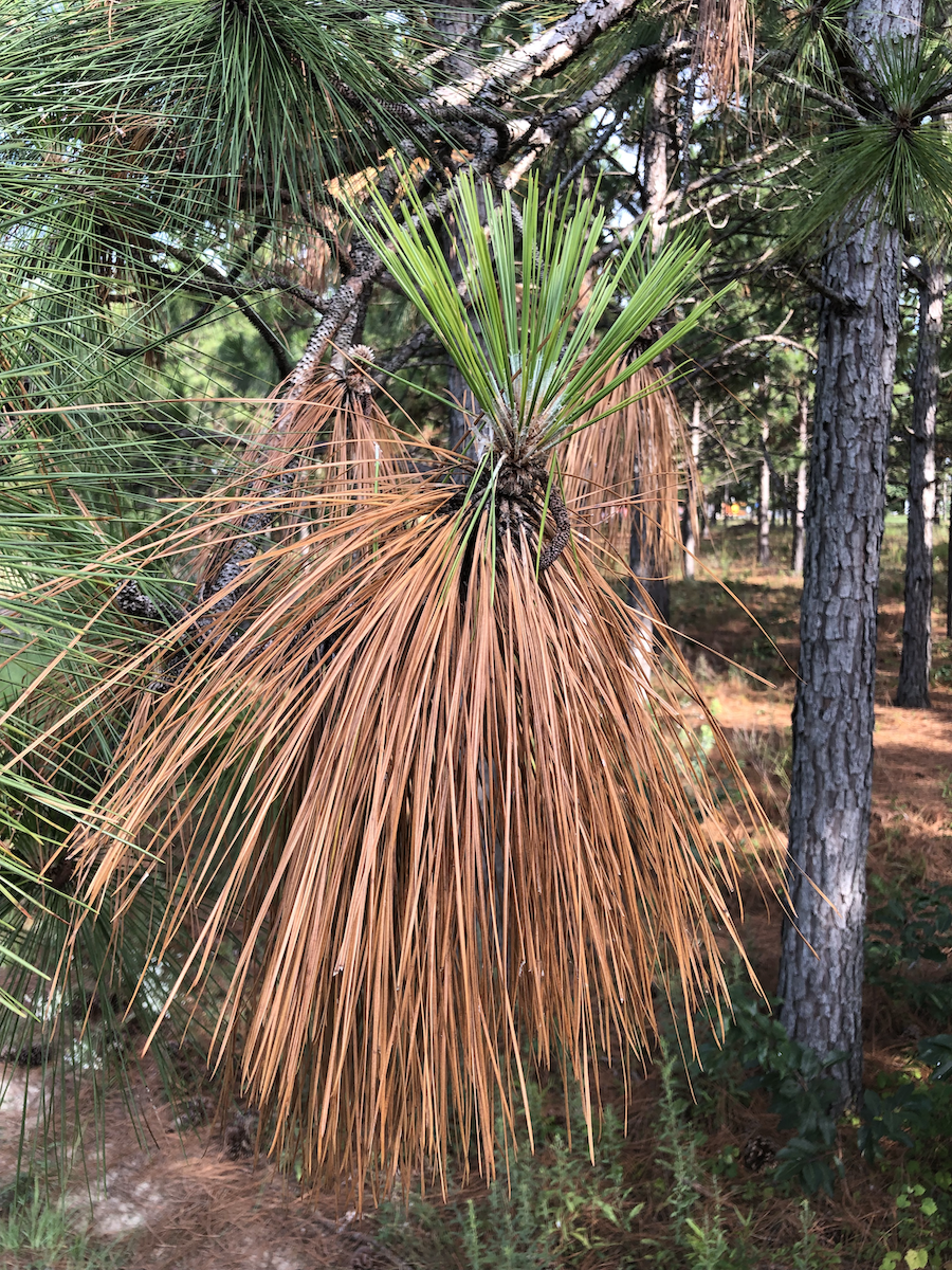 longleaf pine needles green 17 lbs 15 to 18 inches  free ship 