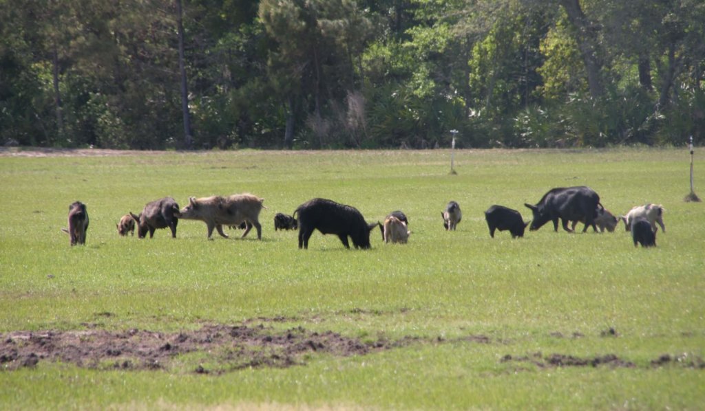 feral swine in field