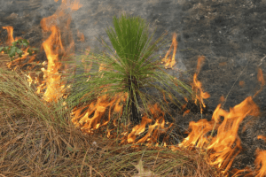 Controlled burn of "wiregrass" Longleaf pine.
