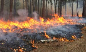 Fire in longleaf pine