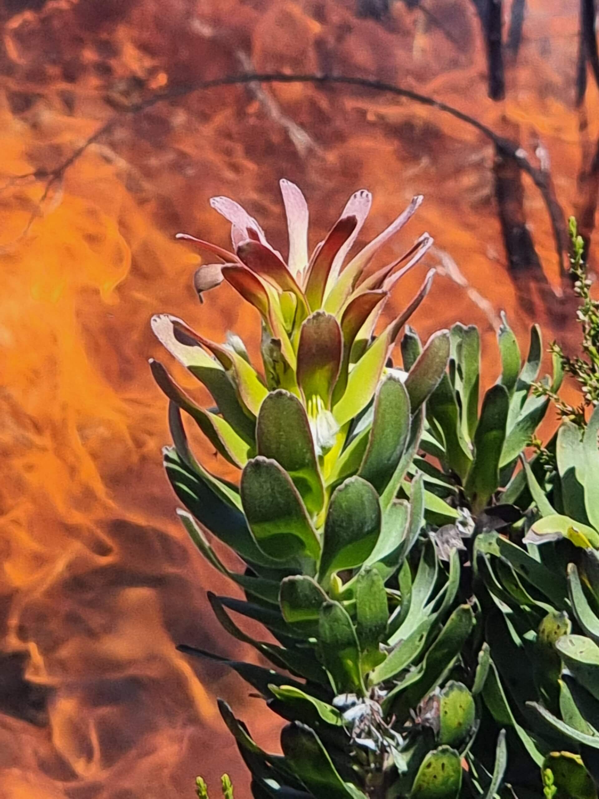 GEF Fynbos Fire Project — Integrated Fire Management in South Africa's Cape Floristic Region